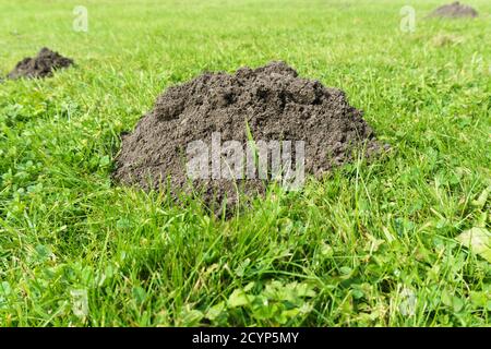 Molehills in einem Garten Rasen oder Feld durch Vergraben verursachen Säugetiere wie Maulwürfe oder Wühlmäuse Stockfoto