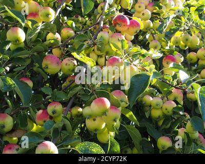 Reife Äpfel auf den Ästen Stockfoto