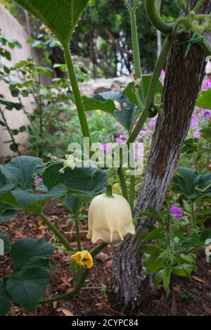 Kürbis im Garten wächst Stockfoto