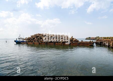 Lieferung von Rohhölzern auf einem Lastkahn an eine Sperrholzfabrik in Sandakan, Sabah, Malaysia. Stockfoto