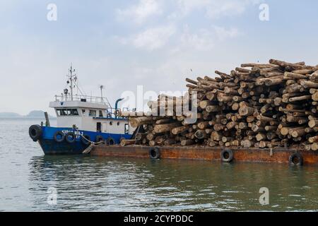 Lieferung von Rohhölzern auf einem Lastkahn an eine Sperrholzfabrik in Sandakan, Sabah, Malaysia: Stockfoto