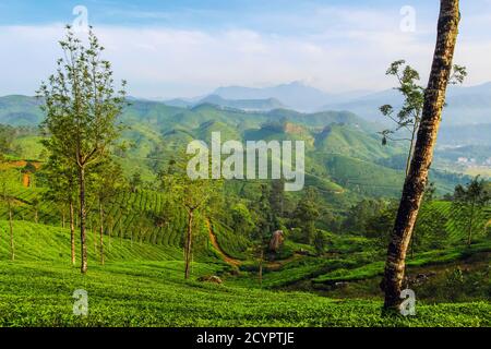 Blick nach Norden über Lakshmi Tee Anwesen zu den Western Ghats & 2695m Anamudi Berg, höchsten Gipfel in Südindien; Munnar, Kerala, Indien Stockfoto