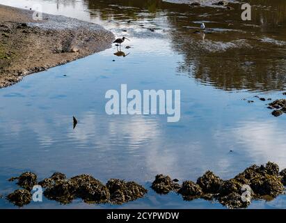 Aberlady Nature Reserve, East Lothian, Schottland, Großbritannien, 2. Oktober 2020. UK Wetter: Ein schöner sonniger Tag an der Küste. Ein Curlew (Numenuis arquata), der sich im Wasser des Wattes widerspiegelt Stockfoto