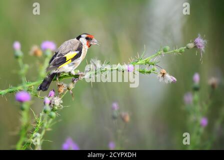 Europäischer Goldfink - Carduelis carduelis, schöner farbiger Barschvogel aus europäischen Wiesen und Wiesen, Insel Pag, Kroatien. Stockfoto