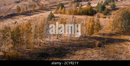 Herbstbirken mit gelb-rotem Laub auf einem Hintergrund von braunem getrocknetem Gras in einer Wiese, Antenne Stockfoto