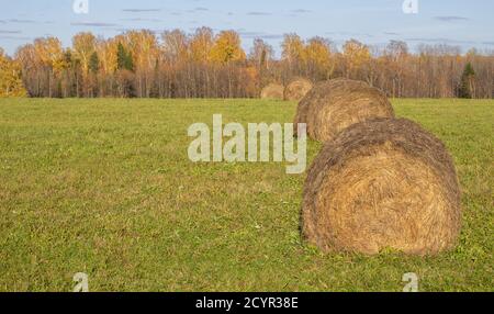 Rundballen Heu auf dem Feld im Herbst. Ernte Stockfoto