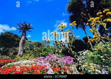 Abbey Garden wurde 1834 von Augustus Smith gegründet Tresco, Isles of Scilly, Cornwall, England, Großbritannien Stockfoto