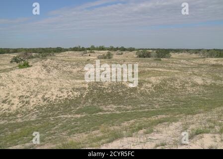 Naturschutzgebiet Letea Wald, Rumänien, 2020 Stockfoto