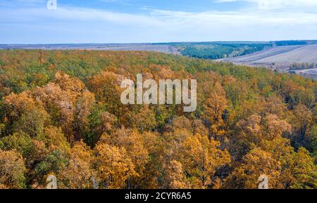 Draufsicht auf den bunten Herbstwald, der auf dem Hügel wächst. Stockfoto