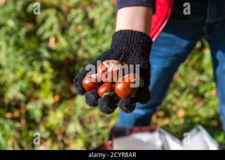 Nahaufnahme des Jungen trägt leuchtend roten Körperwärmer Im Herbst hält er braune reife Conker in den Händen draußen Sonnenschein Stockfoto