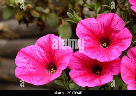 Nahaufnahme lila Petunia Blüten Stockfoto