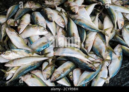 Indische Makrele (Rastrelliger kanagurta) aus dem Arabischen Ozean zu verkaufen auf der Hauptstraße in dieser Wayanad Bezirk Stadt; Kalpetta, Wayanad, Kerala, Indien Stockfoto