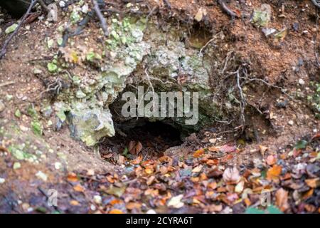 Wendover, Buckinghamshire, Großbritannien. Oktober 2020. Der Eingang zu einer Fuchshöhle im Wald. Umweltaktivisten sind sehr besorgt über die Auswirkungen, die HS2 auf die Tierwelt haben wird. Die Strafverfolgungsbehörden des nationalen Räumungsteams waren heute im Auftrag von HS2 Ltd im Jones Hill Wood, um die Baumschützer aus ihren Baumhäusern zu vertreiben. HS2 übernahmen heute einen großen Teil des Waldes, als sie mit den Bauarbeiten an der umstrittenen HS2 High Speed Rail von London nach Birmingham beginnen. Ein Teil des Lagers befindet sich außerhalb des neuen eingezäunten HS2-Bereichs und die Demonstranten bleiben in der Pranger-Zone. Quelle: Maureen McLean/Alamy Stockfoto