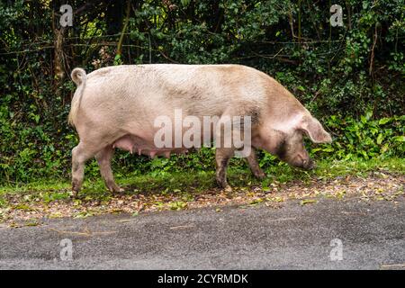 Schwein, in der Pannage-Saison freigesetzt, nach Nüssen und Insekten, Brook, New Forest, Hampshire, Großbritannien, Oktober. Stockfoto