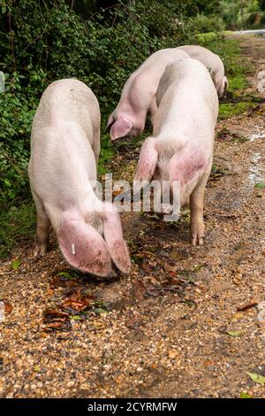Schweine, die während der Pannage-Saison freigesetzt wurden, um Eicheln und andere Nüsse zu essen, die auf dem Boden liegen oder mit Schnauzen ausgraben müssen, Brook, New Forest, Hampshire, Großbritannien, Oktober, Herbst. Stockfoto