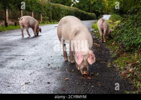 Schweine, die während der Pannage-Saison auf einer Straße unterwegs sind, freigesetzt, um Eicheln und andere Nüsse zu essen, die auf dem Boden liegen oder mit Schnauzen ausgraben müssen, Brook, New Forest, Hampshire, Großbritannien, Oktober, Herbst. Stockfoto