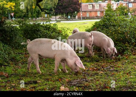 Schweine, die während der Pannage-Saison freigesetzt wurden, um Eicheln und andere Nüsse zu essen, die auf dem Boden liegen oder mit Schnauzen ausgraben müssen, Brook, New Forest, Hampshire, Großbritannien, Oktober, Herbst. Stockfoto
