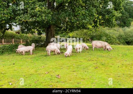 Schweine, die während der Pannage-Saison freigesetzt wurden, um Eicheln und andere Nüsse zu essen, die auf dem Boden liegen oder mit Schnauzen ausgraben müssen, Brook, New Forest, Hampshire, Großbritannien, Oktober, Herbst. Stockfoto