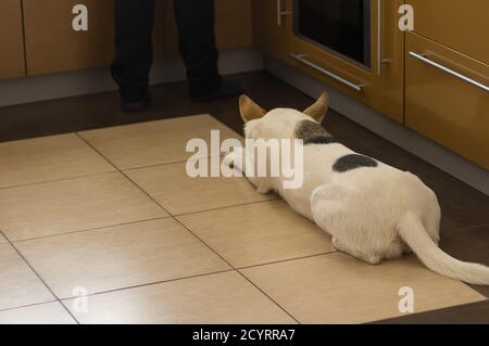 Weißer Cross-Breed junger Hund liegt in der Nähe Herd in der Küche und Geduldig warten, bis der Meister das Kochen von Hundefutter beendet hat Stockfoto