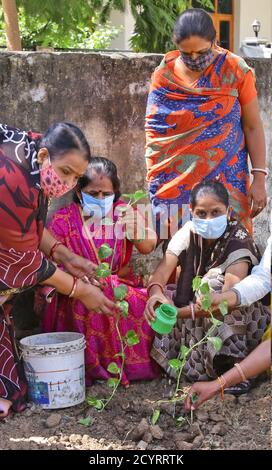 Beawar, Indien. Oktober 2020. Lehrer und Anganwadi-Arbeiter Pflanzen anläßlich Mahatma Gandhis 151. Geburtstag in Beawar einen Sprössling in einem Schlagloch. (Foto von Sumit Saraswat/Pacific Press) Quelle: Pacific Press Media Production Corp./Alamy Live News Stockfoto