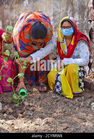 Beawar, Indien. Oktober 2020. Lehrer und Anganwadi-Arbeiter Pflanzen anläßlich Mahatma Gandhis 151. Geburtstag in Beawar einen Sprössling in einem Schlagloch. (Foto von Sumit Saraswat/Pacific Press) Quelle: Pacific Press Media Production Corp./Alamy Live News Stockfoto