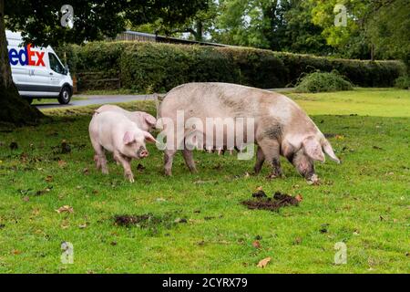 Schweine, die während der Pannage-Saison freigesetzt wurden, um Eicheln und andere Nüsse zu essen, die auf dem Boden liegen oder mit Schnauzen ausgraben müssen, Brook, New Forest, Hampshire, Großbritannien, Oktober, Herbst. Stockfoto