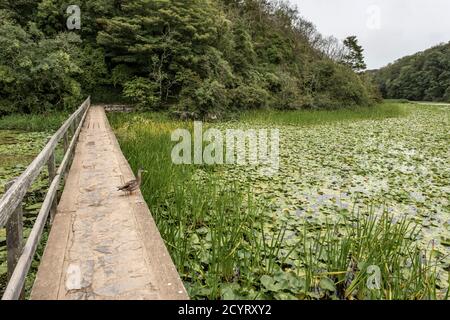 Ein Damm führt die Besucher über die Seerosen in Bosherston Lily Ponds, Pembrokeshire, South Wales Stockfoto