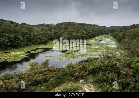 Bosherston Lily Ponds, Pembrokeshire, Südwales Stockfoto