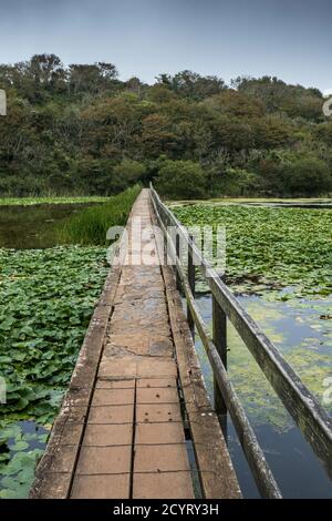 Ein Damm führt die Besucher über die Seerosen in Bosherston Lily Ponds, Pembrokeshire, South Wales Stockfoto