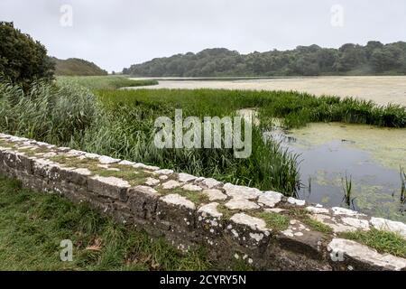 Bosherston Lily Ponds, Pembrokeshire, Südwales Stockfoto