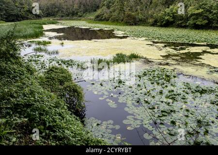 Bosherston Lily Ponds, Pembrokeshire, Südwales Stockfoto