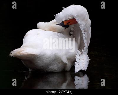 Möwe von hinten gesehen mit ihrem langen Hals nach hinten gebogen, der die Unterseite seiner Flügel federt Stockfoto