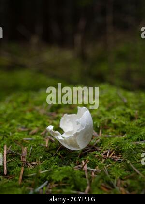 Ein leeres und zerbrochenes Vogelei, das auf Moos in einem Kiefernwald liegt und von einem Nest in Bäumen oben weggeworfen wurde. Stockfoto