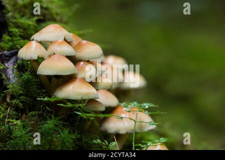 Schwefeltuft (Hypholoma fasciculare) Pilze, oder geclusterte Woodlover, auf einem moosbedeckten Baumstumpf in einem Wald in den Mendip Hills, Somerset, England. Stockfoto