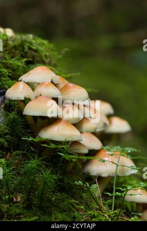 Schwefeltuft (Hypholoma fasciculare) Pilze, oder geclusterte Woodlover, auf einem moosbedeckten Baumstumpf in einem Wald in den Mendip Hills, Somerset, England. Stockfoto