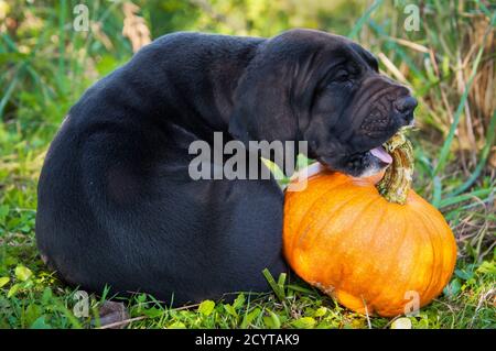 Toller Dänenhund und Kürbis Stockfoto