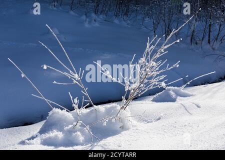 Trettachtal, Bach, Waldrand, Vegetation, verschneit, Oberstdorf, Allgäuer Alpen Stockfoto