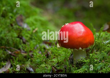 Fliege Agaric oder Fliege Amanita (Amanita muscaria) Pilz wächst auf einem Waldboden in den Mendip Hills, Somerset, England. Stockfoto