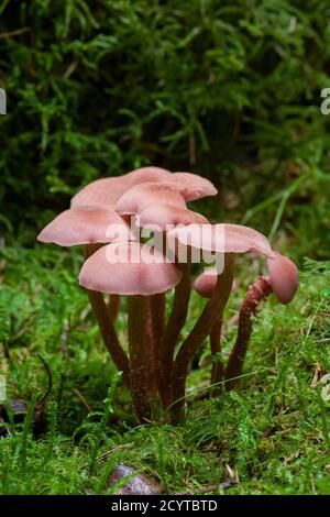 Der Betrüger (Laccaria laccata) Pilze auf einem Waldboden in den Mendip Hills, Somerset, England. Stockfoto