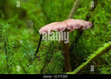 Der Täuscher (Laccaria laccata) Pilz auf einem Waldboden in den Mendip Hills, Somerset, England. Stockfoto