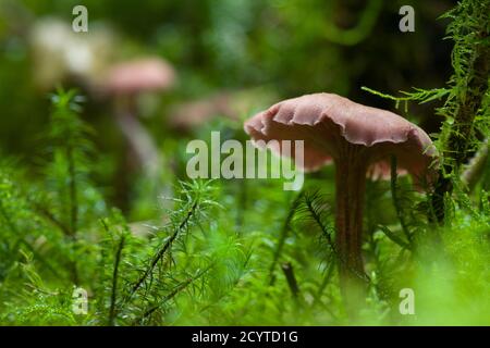 Der Täuscher (Laccaria laccata) Pilz auf einem Waldboden in den Mendip Hills, Somerset, England. Stockfoto