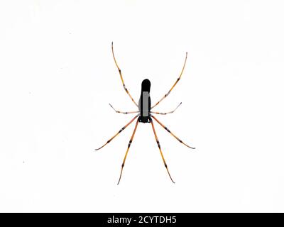 Schwarze Spinne vor weißem Hintergrund, Nahaufnahme Stockfoto