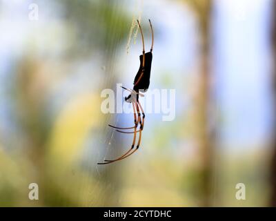 Schwarze Spinne vor weißem Hintergrund, Nahaufnahme Stockfoto