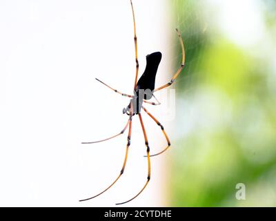Schwarze Spinne vor weißem Hintergrund, Nahaufnahme Stockfoto