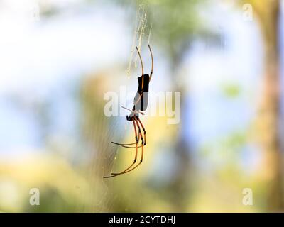 Schwarze Spinne vor weißem Hintergrund, Nahaufnahme Stockfoto