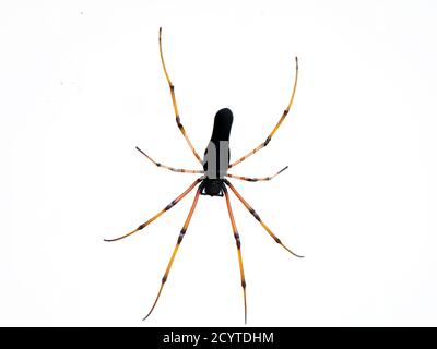 Schwarze Spinne vor weißem Hintergrund, Nahaufnahme Stockfoto
