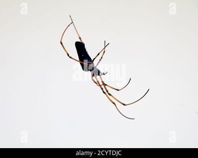 Schwarze Spinne vor weißem Hintergrund, Nahaufnahme Stockfoto