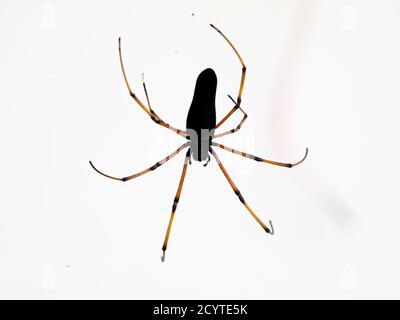 Schwarze Spinne vor weißem Hintergrund, Nahaufnahme Stockfoto