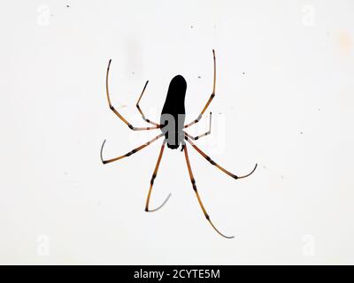 Schwarze Spinne vor weißem Hintergrund, Nahaufnahme Stockfoto