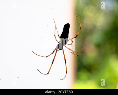 Schwarze Spinne vor weißem Hintergrund, Nahaufnahme Stockfoto